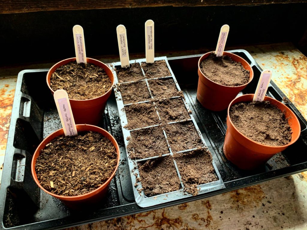 a small seed module and four small pots, all with freshly sown seeds. there are pepper seeds in the modules and broad beans in the pots