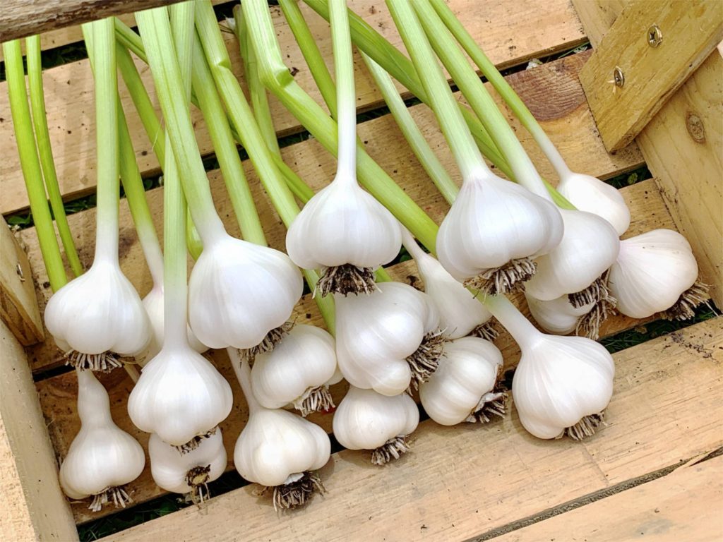 freshly harvested garlic with long stems in a wooden trug