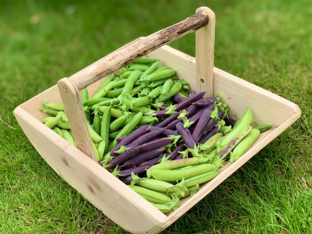 green and purple podded peas in a wooden rug