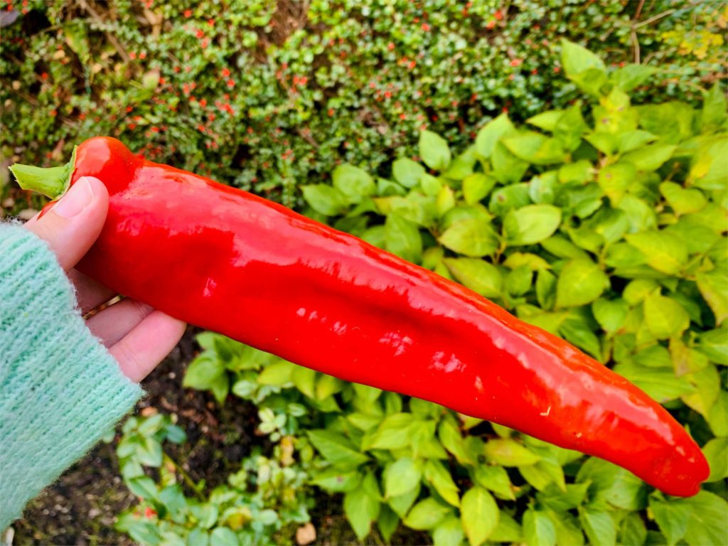 a long red Romano pepper being held aloft