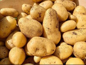 Charlotte potatoes close up