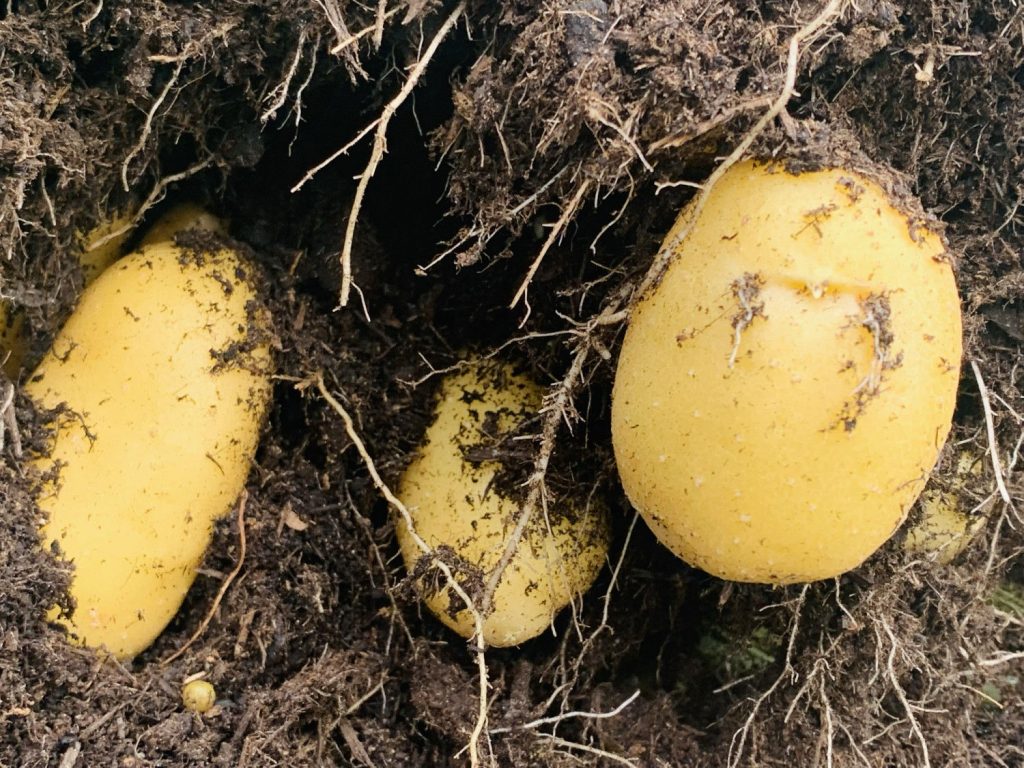 Growing potatoes in bags allows you to harvest many perfect spuds