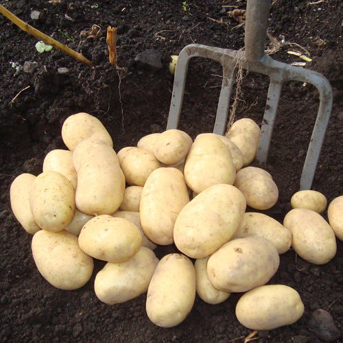 Wilja potatoes