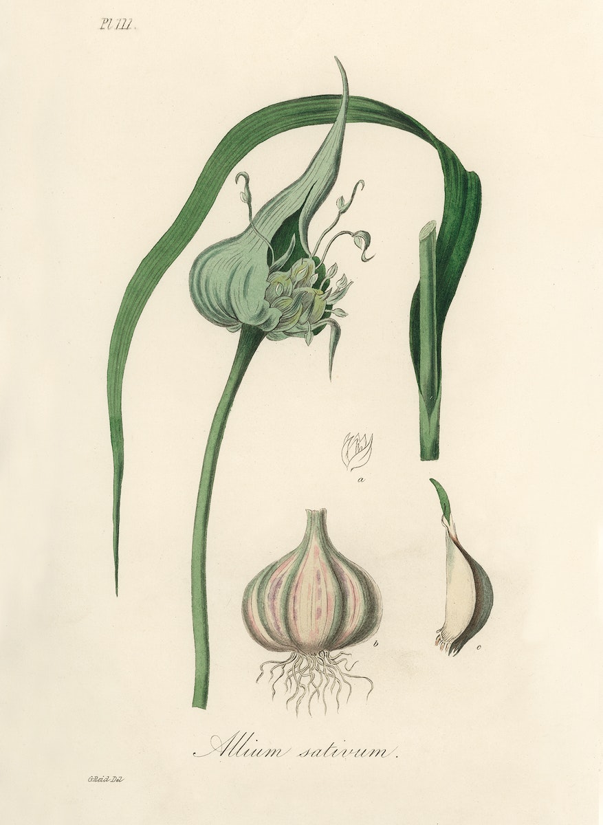 Garlic (Allium sativum) illustration from Medical Botany (1836) by John Stephenson and James Morss Churchill.
