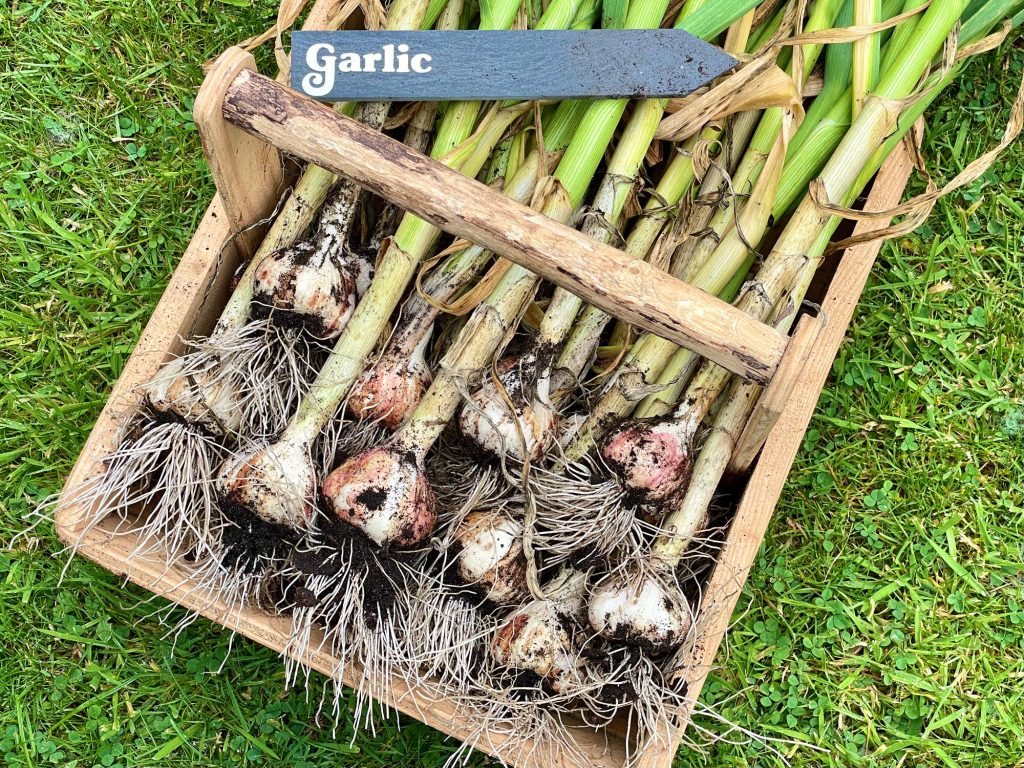 Muddy homegrown garlic freshly lifted from the ground on a wet day
